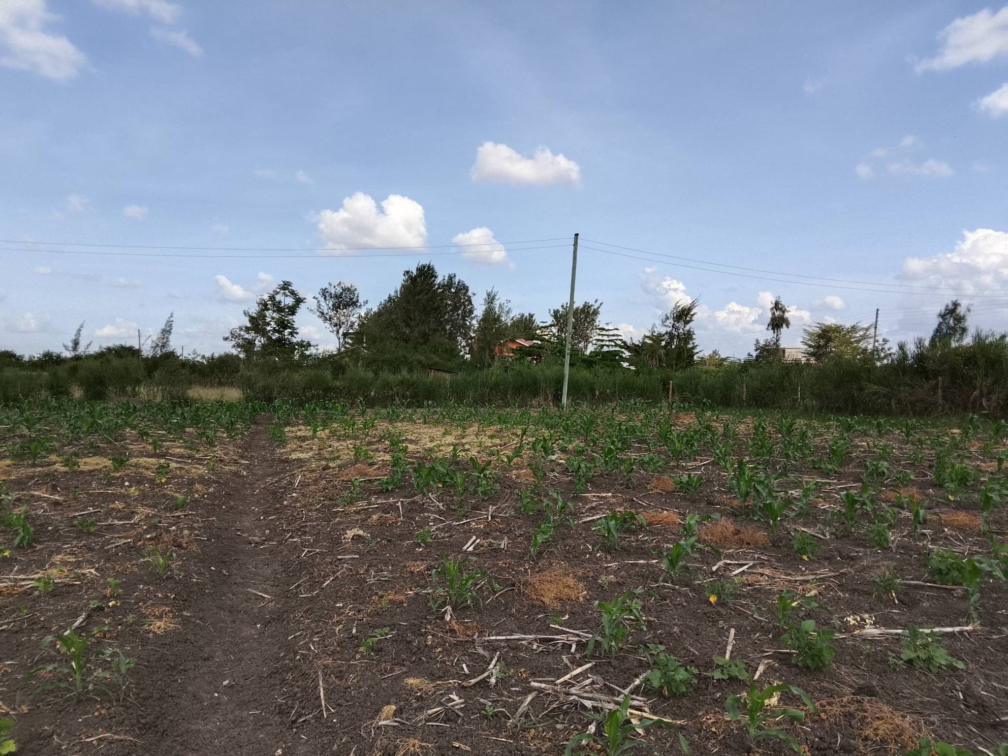 PRIME 100×100 PLOT FOR SALE – RUAI/KAMULU image 4